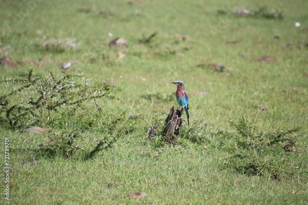 Fototapeta Kenya - bird 