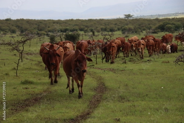 Fototapeta Kenya - cattle herd