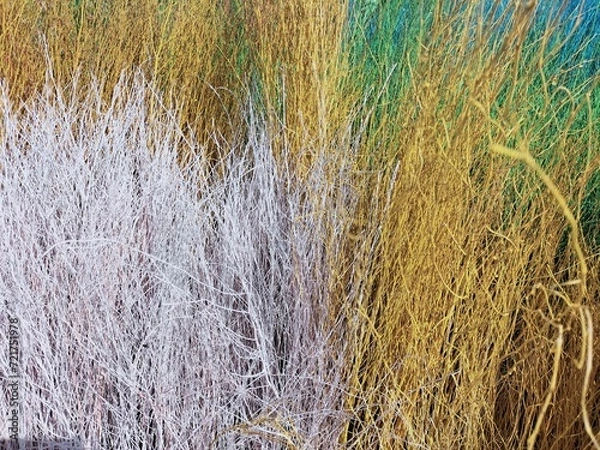 Obraz grass and water