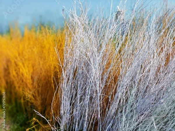 Obraz grass in the wind