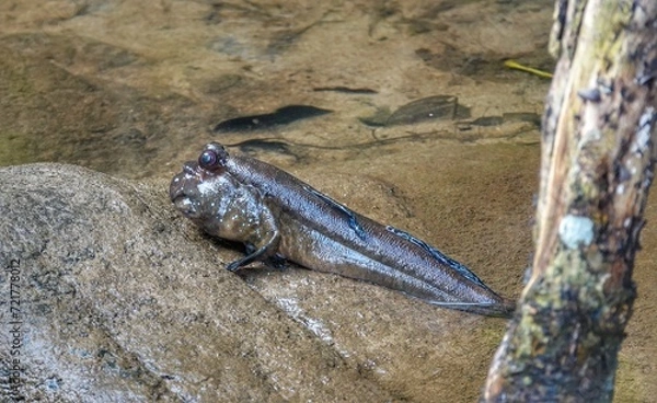 Fototapeta African mudskipper 