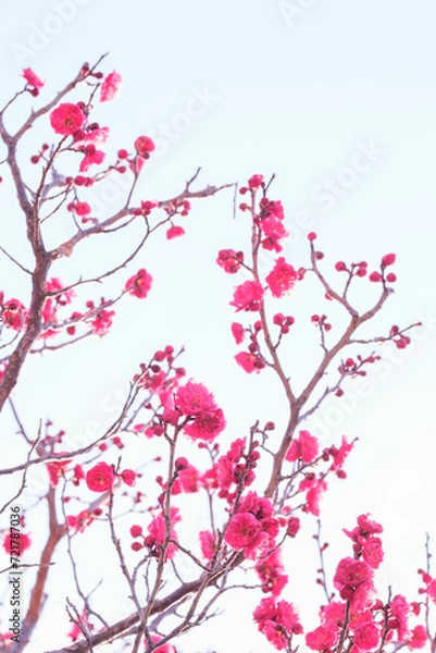 Fototapeta 寒い日が続くが、梅の花が綻び始めた。青空に紅色が映える。神戸岡本の梅林公園で撮影