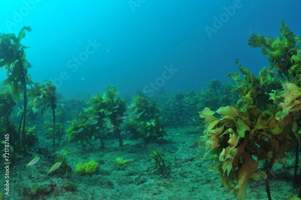 Fototapeta School of hardly visible juvenile fish swimming among stalked kelp Ecklonia radiata. Location: Leigh New Zealand