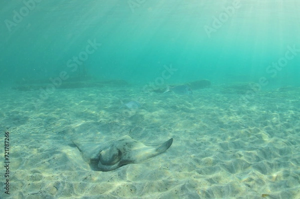 Fototapeta New Zealand eagle ray on sandy bottom in shallow water in evening light. Location: Leigh New Zealand