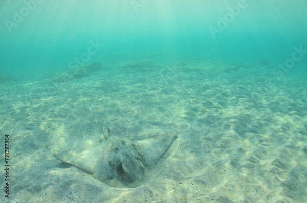 Fototapeta New Zealand eagle ray digging in sandy sea bed in shallow water in evening light. Location: Leigh New Zealand