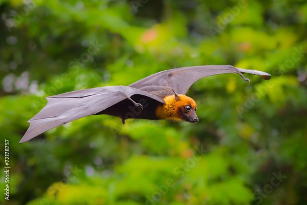 Obraz Latający samiec Lyle's Flying Fox (Pteropus lylei)