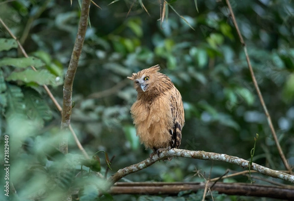 Obraz Buffy Fish Owl on green background