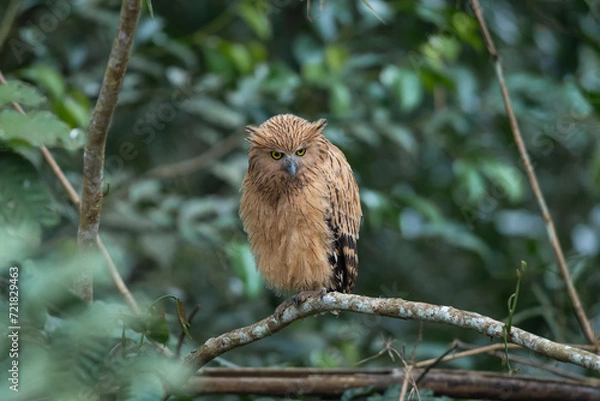 Obraz Buffy Fish Owl on green background