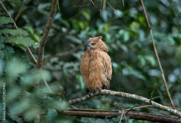 Obraz Buffy Fish Owl on green background