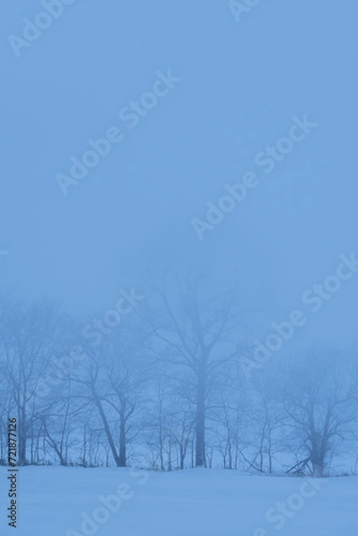 Fototapeta 青白い霞んだ冬の雪原の木々。