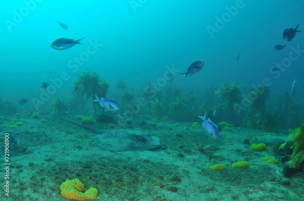 Fototapeta New Zealand long tailed stingray on flat sea floor with demoiselles everywhere around. Location: Leigh New Zealand