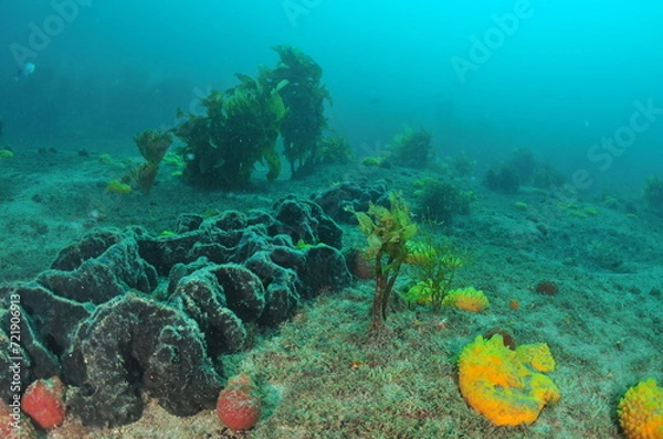 Fototapeta Large grey sponge and other smaller colourful ones among various algae. Location: Leigh New Zealand