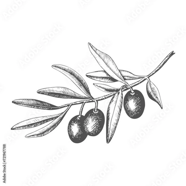 Fototapeta Hand drawn olive tree branch with olive fruit and leaves. Vintage botanical vector illustration isolated on white background. Engraved style. Botanical sketch in retro engraved style.