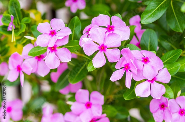 Obraz pink vinca flowers