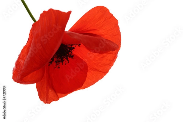 Obraz coquelicot