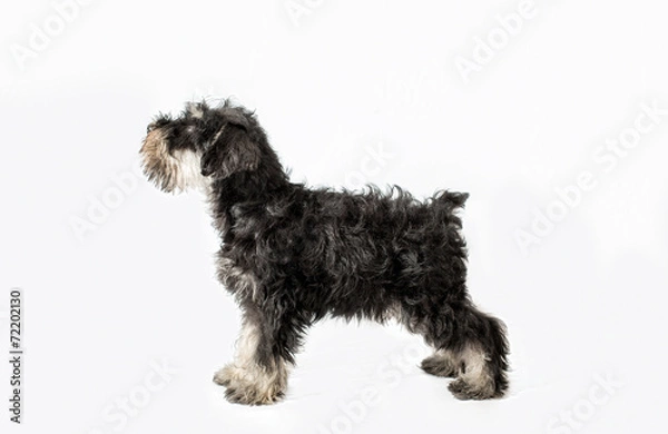 Obraz Miniature Schnauzer black isolated over