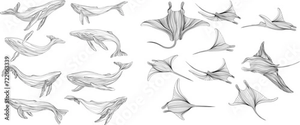 Fototapeta Stingray on a white background collection. Abstract illustration manta ray for your design set. Set of silhouettes of whales isolated on a white background.