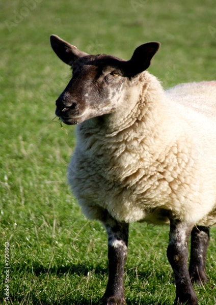Obraz sheep