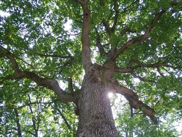 Fototapeta u podnóża dębu