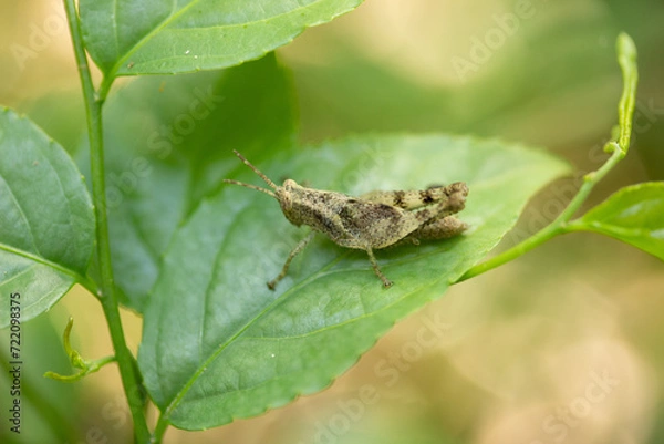 Obraz grasshopper on a leaf