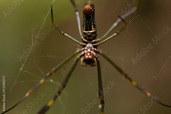 Obraz spider on a web