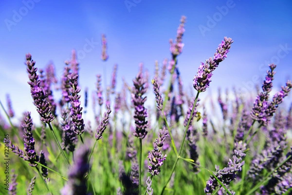 Fototapeta Lavender flowers