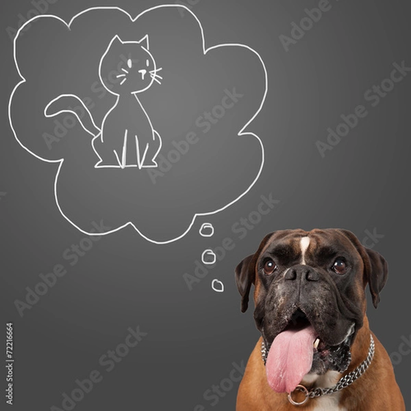 Fototapeta Hundetraum - Katze