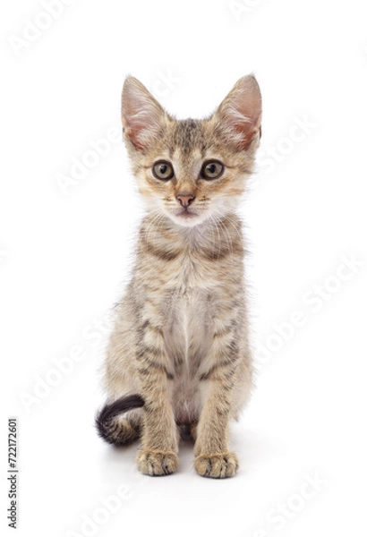 Fototapeta Small gray kitten.