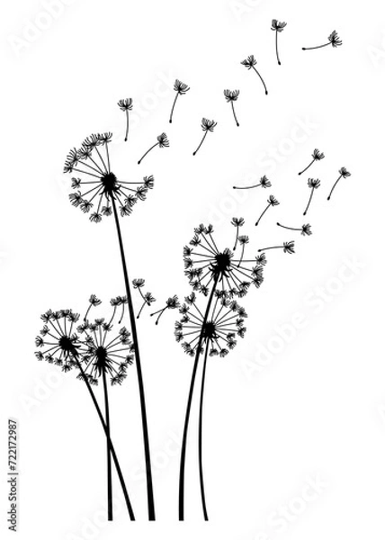 Obraz Dandelion wind blow background. Black silhouette with flying dandelion buds on white. Abstract flying blow dandelion seeds. Decorative graphics for printing. Floral scene design