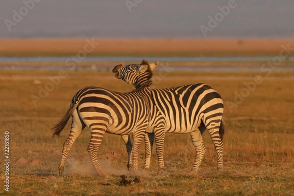 Obraz two fighting zebra stallion in Amboseli NP