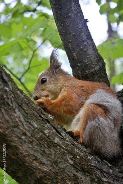 Obraz squirrel on a tree