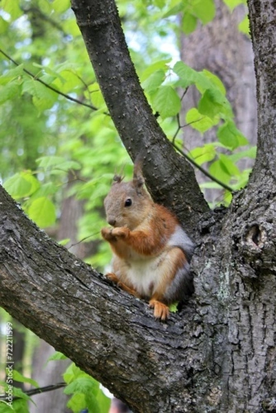 Obraz squirrel on a tree