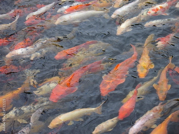 Obraz fische im wasser