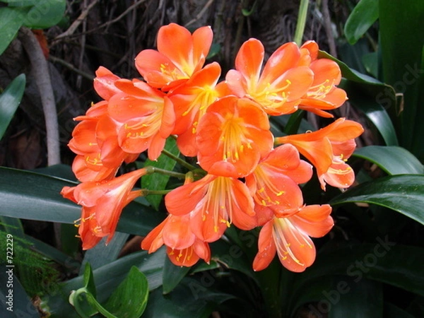 Obraz orange blüte