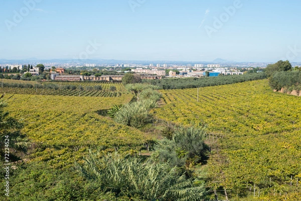 Fototapeta Vineyard