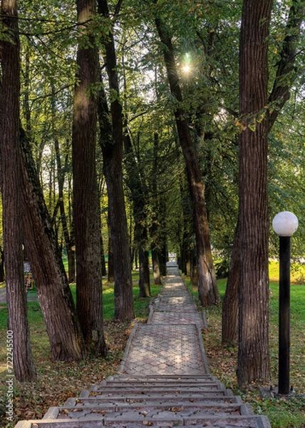 Obraz Tall deciduous trees grow along the concrete path.