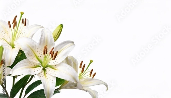 Fototapeta White lily on a white background. Place for your text.