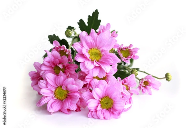 Obraz pink chrysanthemum - Stock Image