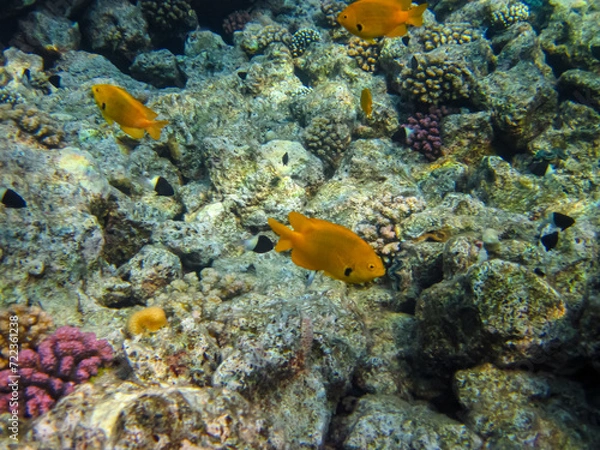 Fototapeta Many colorful fishes in one coral reef of the Red Sea