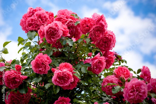 Obraz Red rose bush under blue sky