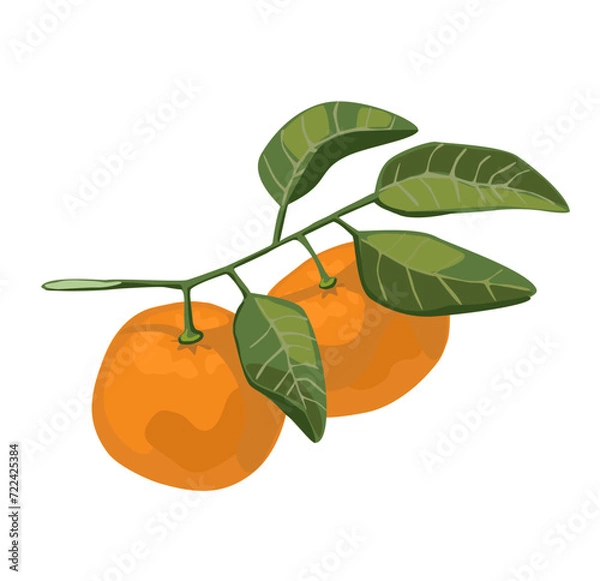 Fototapeta Mandarins with leafs