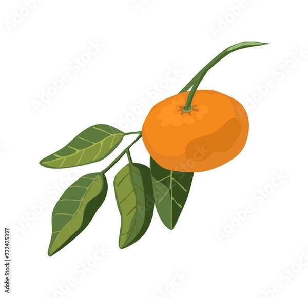 Fototapeta tangerine with leaves