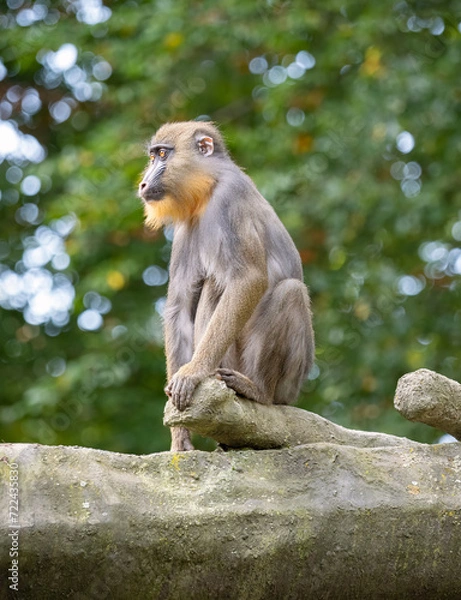 Fototapeta Mandrillus sphinx