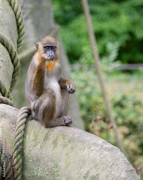 Fototapeta Mandrillus sphinx