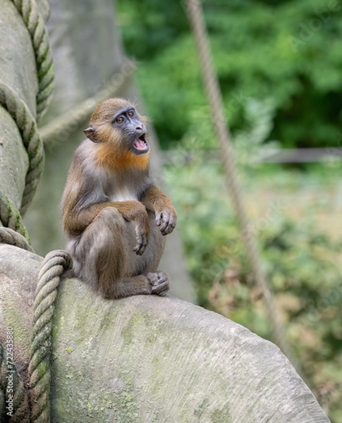 Fototapeta Mandrillus sphinx