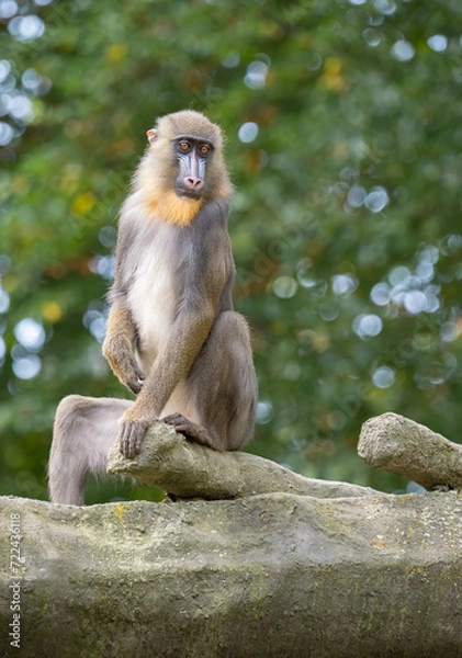 Fototapeta Mandrillus sphinx