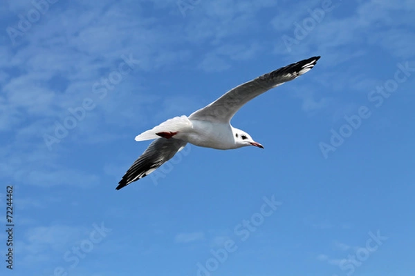 Obraz TIERE_2074_Moewe