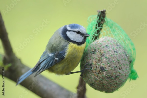 Obraz Mésange bleue