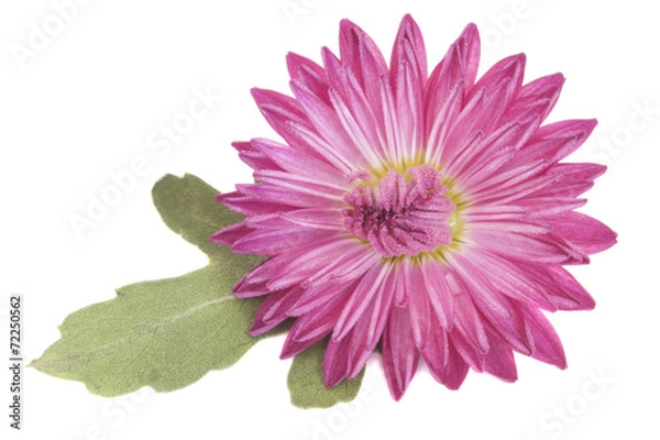 Fototapeta Красивый цветок с лепестком