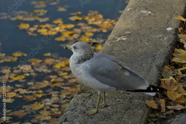 Fototapeta The Calm Larus is watching